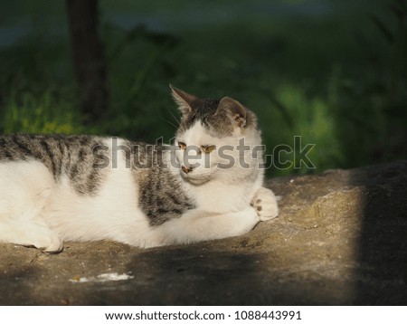 The cute cats with all kinds of postures 