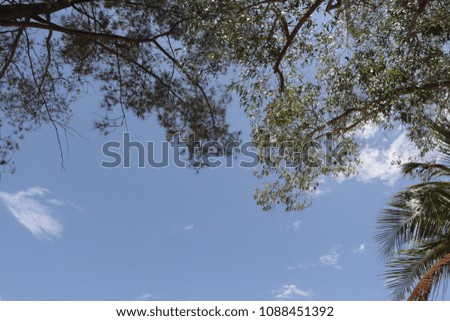 trees over the blue sky on sunny day