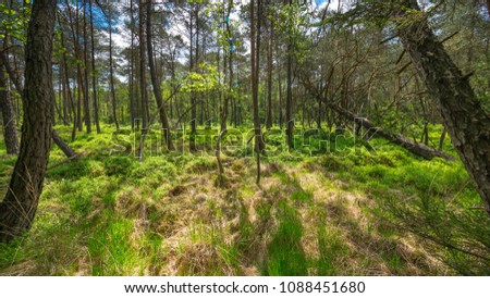 Bavarian forest on a sunny day in spring 