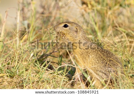 Souslik or European Ground Squirrel (Spermophilus citellus)