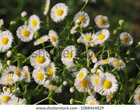The soft dandelions in summer with the warm sunlight and green background