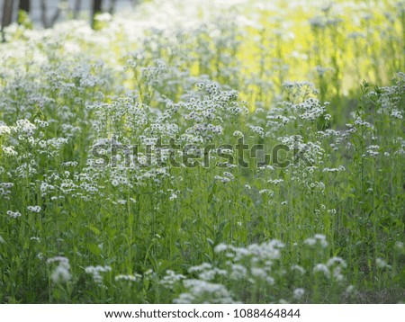 The soft dandelions in summer with the warm sunlight and green background