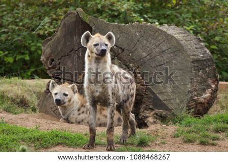 Spotted hyena (Crocuta crocuta), also known as the laughing hyena.