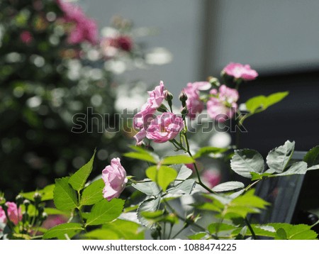 The beautiful and colorful summer flowers blooming in the garden with the warm sunlight