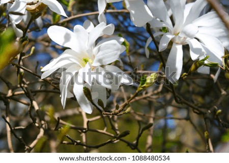 White magnolia in the garden