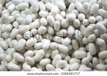 group of silk worm cocoons in white nests.