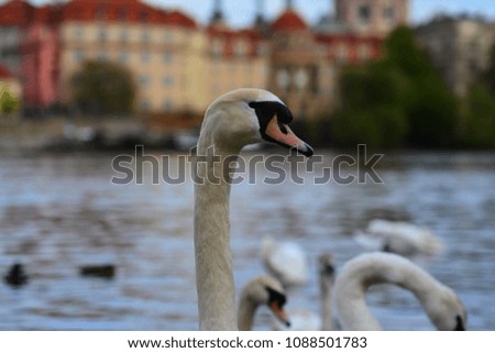 White swan on Vltava river, with Prague's background, Czech. Landscape.