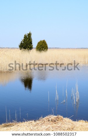 Phragmites (perennial grasses) in wetlands on an early spring day. Latvia, Lapmezciems.