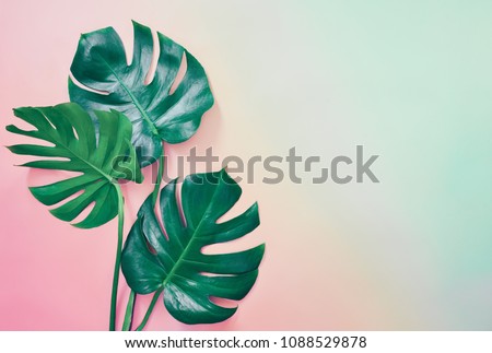 Summer tropical background with a space for a text, flat lay, view from above Royalty-Free Stock Photo #1088529878