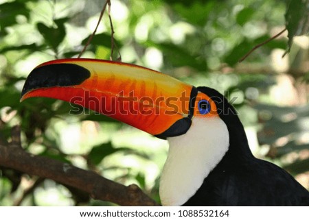 Toco Toucan / Ramphastos toco /. Growing lengths of around 60 cm, the beak can be up to 19 cm long. Iguazu National Park. Argentina.South America.