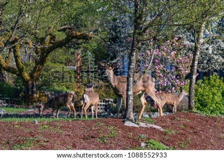 family of deer eating in garden under spring blooming trees
