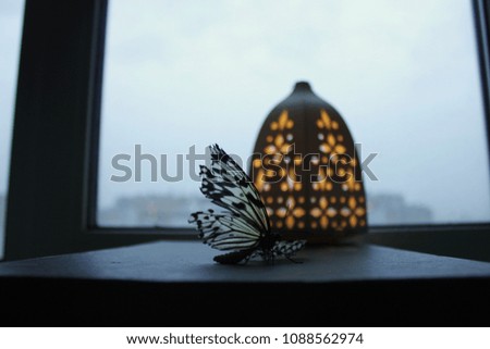 Black brown and yellow butterfly Idea leuconoe on the old window in spreading its ragged wings trying to get fly towards freedom and escaping the human world
