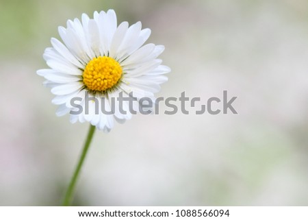 Spring nature background with fresh  flowers. Daisy flower on white, green and pink blurry background