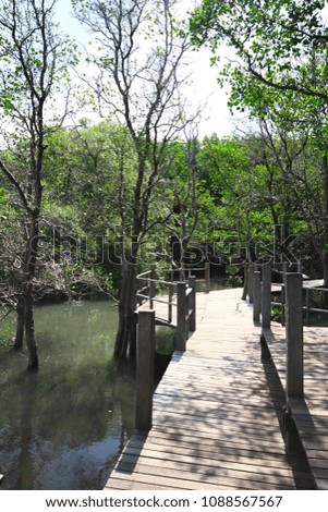 Wood pathway in the middle of swamp forest 