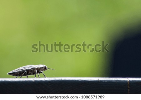 beetle on a wooden board green background