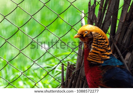 
golden pheasant in a cage
