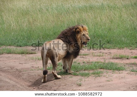 Lion, male Lion runs through the savannah, Serengeti, Tanzania, Africa