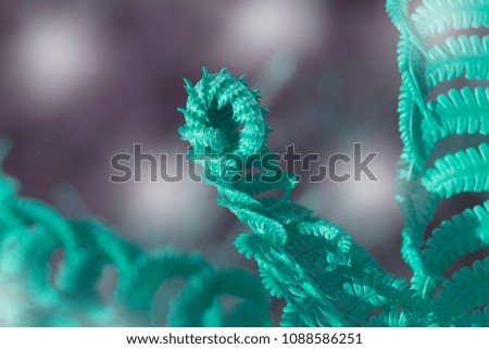 Curly navy fern frond in spring forest with sunrise as natural foliage pattern background for card design or wallpaper