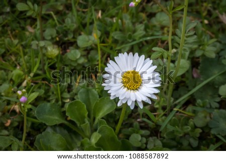 white and yellow daisy