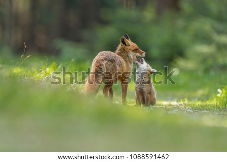 fox family, fox with puppy in green forest, cute foxes