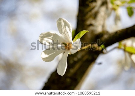 Magnolia blossoming in the botanical garden in spring, Oslo, Norway