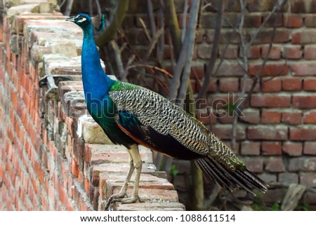 A peacock on a wall in the evening, outside my house in Jalandhar, Punjab.