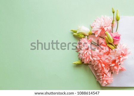 opened envelope full of blossom pink chrysanthemums, flowers on soft green background. top view. concept of love. happy valentines day. womens day. 8 of march. mothers day.Copy space