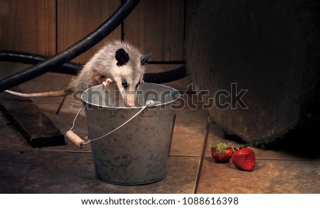 Young  Virginia opossum (Didelphis virginiana) checks what's in the bucket. Night scene, backyard. Texas, United States