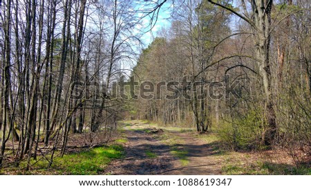 the road in the forest
