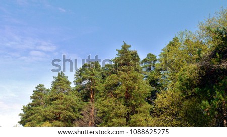 Pine forest in spring and blue sky
