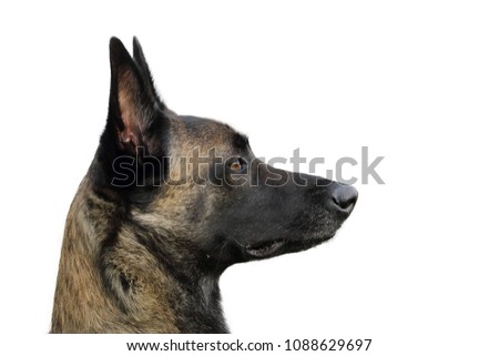 face of a Malinois Belgian Shepherd dog attentive to orders with a lively and happy look