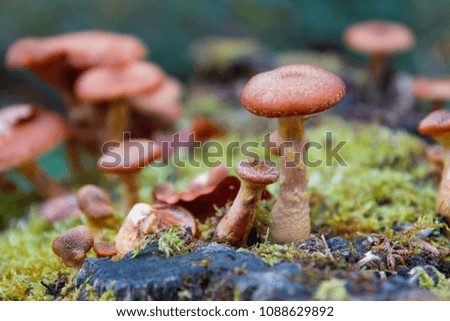 Beautiful forest mushrooms and moss on tree trunk. Close-up picture of the group mushrooms.