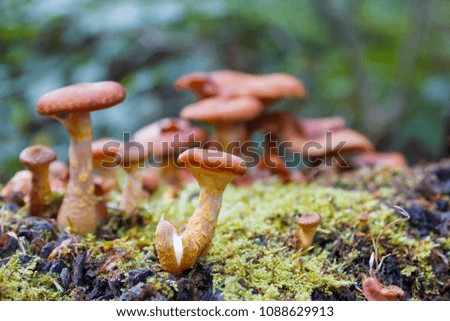Beautiful forest mushrooms and moss on tree trunk. Close-up picture of the group mushrooms.