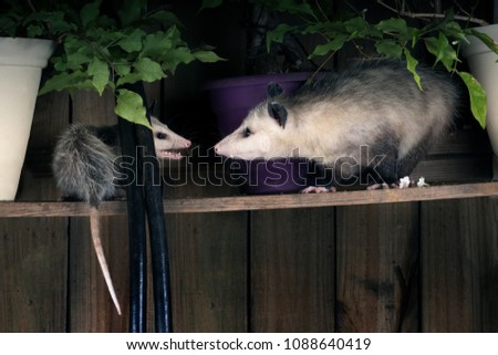 Two  North American opossum (Didelphis virginiana) young and adult find out the relationship.  Night scene, backyard. Texas, United States