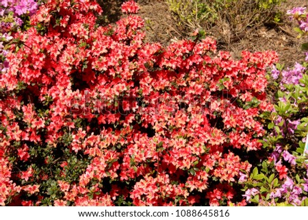 Rhododendron ferrugineum red flowers close up on a sunny day