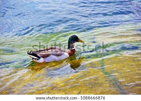 duck in the sea in caesarean port Salento Italy