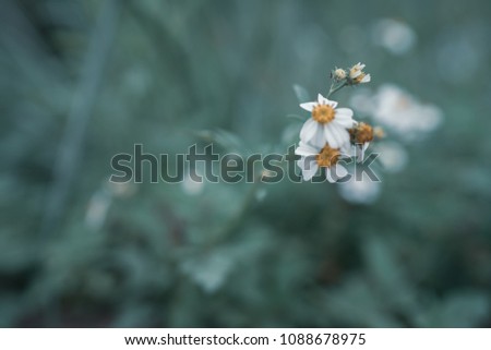 Summer blossoming daisies, chamomiles on meadow, selective focus, toned, light blurred background, pastel and soft flower 