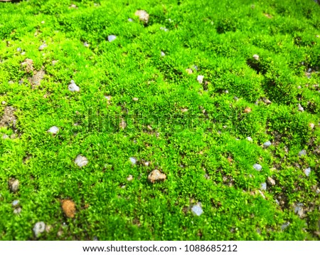 Green moss on grunge texture, background