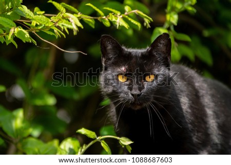 Black cat on the hunt