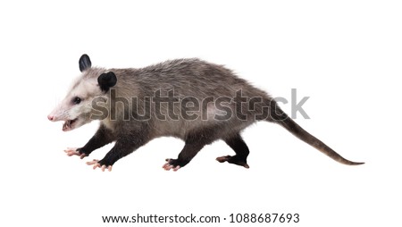 Young North American opossum (Didelphis virginiana) stands on a white background and looks at the camera. Isolated