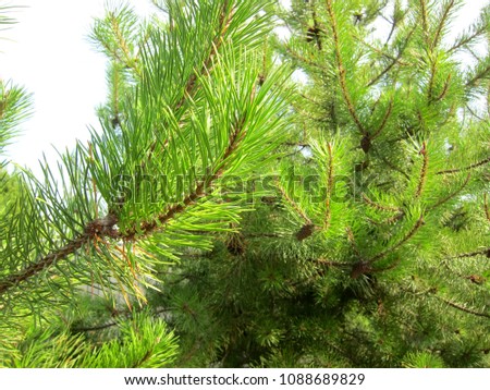 Amazing green fir branches in summer day. Beautiful summer nature story. Blurred background. Bright colors. Macro view. Great pine / fir picture. Beautiful enviroment. Natural freshness