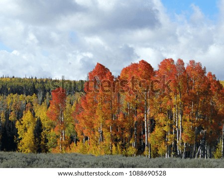 Fall Landscape with Trees and Foliage