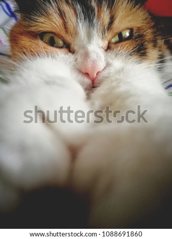 Hunter cat portrait 