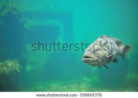 Grouper in aquarium.