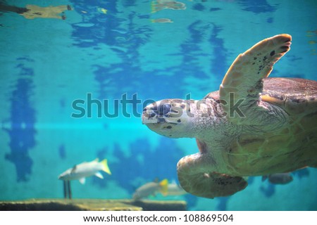 Sea turtle in aquarium.