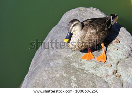 A duck resting by the water.