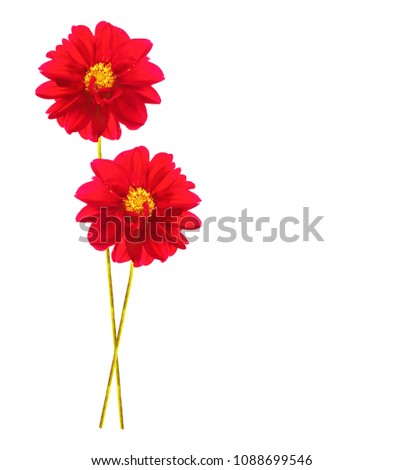 Colored Dahlia Flower Isolated on White Background.
