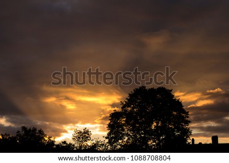 Dawn with tree silhouette