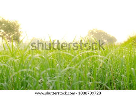 field of grass and sun in morning time.