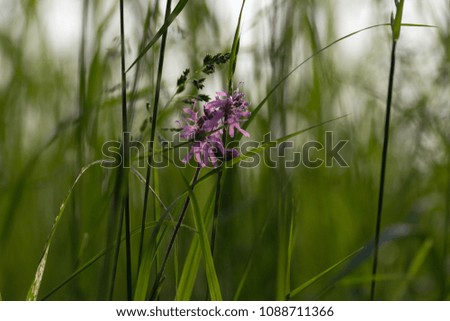 lilac flowers blossoming meadow at springtime sunrise morning mood in south germany